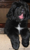 Щенки ньюфаундленда в Харькове ( шоу класс) - <ro>Изображение</ro><ru>Изображение</ru> #4, <ru>Объявление</ru> #40965