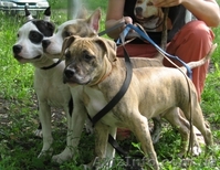 Амер. Стафф. Терьер щенки ШОУ-класса - <ro>Изображение</ro><ru>Изображение</ru> #4, <ru>Объявление</ru> #43714