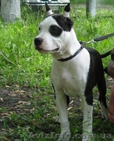 Амер. Стафф. Терьер щенки ШОУ-класса - <ro>Изображение</ro><ru>Изображение</ru> #5, <ru>Объявление</ru> #43714