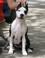 Супер щенок девочка Американского Стаффоршидского Терьера (стафф терьер - <ro>Изображение</ro><ru>Изображение</ru> #2, <ru>Объявление</ru> #45917