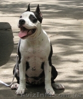 Супер щенок девочка Американского Стаффоршидского Терьера (стафф терьер - <ro>Изображение</ro><ru>Изображение</ru> #1, <ru>Объявление</ru> #45917