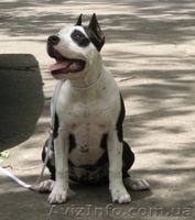 Супер щенок девочка Американского Стаффоршидского Терьера (стафф терьер - <ro>Изображение</ro><ru>Изображение</ru> #3, <ru>Объявление</ru> #45917