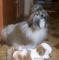 Ши-тцу щенки Недорого - <ro>Изображение</ro><ru>Изображение</ru> #1, <ru>Объявление</ru> #41317