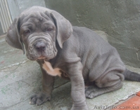 Щенки мастино-наполетано - <ro>Изображение</ro><ru>Изображение</ru> #3, <ru>Объявление</ru> #47518