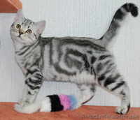 Британские котята вискасных окрасов - <ro>Изображение</ro><ru>Изображение</ru> #1, <ru>Объявление</ru> #47286