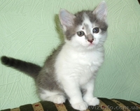 Котята домашние 2,5 мес. - <ro>Изображение</ro><ru>Изображение</ru> #1, <ru>Объявление</ru> #42161