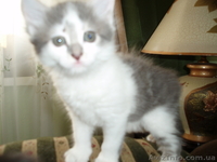 Котята домашние 2,5 мес. - <ro>Изображение</ro><ru>Изображение</ru> #2, <ru>Объявление</ru> #42161