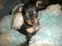 продам щенков той-терьера - <ro>Изображение</ro><ru>Изображение</ru> #2, <ru>Объявление</ru> #43242