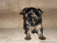 Продаются Щенки йоркширского терьера - <ro>Изображение</ro><ru>Изображение</ru> #2, <ru>Объявление</ru> #40291