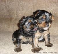 Продаются Щенки йоркширского терьера - <ro>Изображение</ro><ru>Изображение</ru> #3, <ru>Объявление</ru> #40291