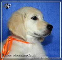 Щенки Золотистого Ретривера - <ro>Изображение</ro><ru>Изображение</ru> #3, <ru>Объявление</ru> #47825