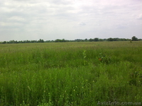 участки под Киевом - <ro>Изображение</ro><ru>Изображение</ru> #3, <ru>Объявление</ru> #60054