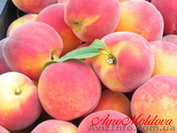 Персики - Коллинс, Редхевен, Кардинал, Молдова...   - <ro>Изображение</ro><ru>Изображение</ru> #2, <ru>Объявление</ru> #54224