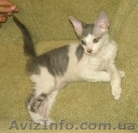 Котята Донского сфинкса.  - <ro>Изображение</ro><ru>Изображение</ru> #2, <ru>Объявление</ru> #52403