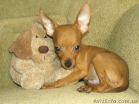 Той терьер мальчик.МИНИ - <ro>Изображение</ro><ru>Изображение</ru> #1, <ru>Объявление</ru> #52399