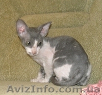 Котята Донского сфинкса.  - <ro>Изображение</ro><ru>Изображение</ru> #3, <ru>Объявление</ru> #52403