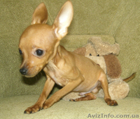 Той терьер мальчик.МИНИ - <ro>Изображение</ro><ru>Изображение</ru> #3, <ru>Объявление</ru> #52399