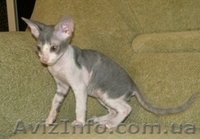 Котята Донского сфинкса.  - <ro>Изображение</ro><ru>Изображение</ru> #1, <ru>Объявление</ru> #52403