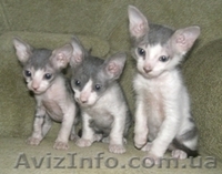 Продам котят ДОНСКОГО сфинкса. Срочно - <ro>Изображение</ro><ru>Изображение</ru> #1, <ru>Объявление</ru> #49837