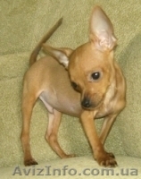 Той терьер мальчик.МИНИ - <ro>Изображение</ro><ru>Изображение</ru> #2, <ru>Объявление</ru> #52399