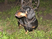 такса прекрасный друг   - <ro>Изображение</ro><ru>Изображение</ru> #1, <ru>Объявление</ru> #49147