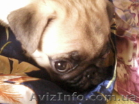 продам мопса щенка - <ro>Изображение</ro><ru>Изображение</ru> #3, <ru>Объявление</ru> #52646