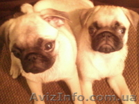 продам мопса щенка - <ro>Изображение</ro><ru>Изображение</ru> #2, <ru>Объявление</ru> #52646