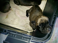  ЩЕНОК ТИГРОВОГО БОКСЕРА - <ro>Изображение</ro><ru>Изображение</ru> #2, <ru>Объявление</ru> #56380