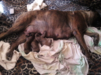 ЩЕНКИ НЕМЕЦКОГО БОКСЕРА - <ro>Изображение</ro><ru>Изображение</ru> #1, <ru>Объявление</ru> #57223