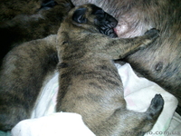 Продам щенка Боксера - <ro>Изображение</ro><ru>Изображение</ru> #3, <ru>Объявление</ru> #54279