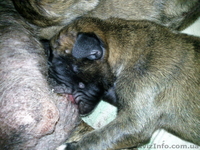  ЩЕНОК ТИГРОВОГО БОКСЕРА - <ro>Изображение</ro><ru>Изображение</ru> #4, <ru>Объявление</ru> #56380