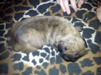 ЩЕНКИ НЕМЕЦКОГО БОКСЕРА......... - <ro>Изображение</ro><ru>Изображение</ru> #3, <ru>Объявление</ru> #59194