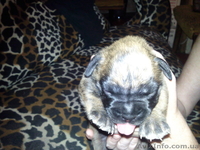 ЩЕНКИ НЕМЕЦКОГО БОКСЕРА......... - <ro>Изображение</ro><ru>Изображение</ru> #4, <ru>Объявление</ru> #59194