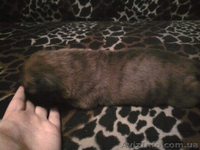 ЩЕНКИ НЕМЕЦКОГО БОКСЕРА......... - <ro>Изображение</ro><ru>Изображение</ru> #2, <ru>Объявление</ru> #59194