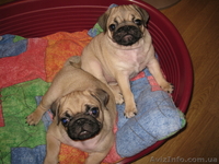 Продаются Щенки Мопсики                                                          - <ro>Изображение</ro><ru>Изображение</ru> #2, <ru>Объявление</ru> #48282