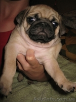 Продаются Щенки Мопсики                                                          - <ro>Изображение</ro><ru>Изображение</ru> #3, <ru>Объявление</ru> #48282