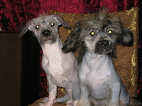 Продам в хорошие руки щенка китайской хохлатой собаки   - <ro>Изображение</ro><ru>Изображение</ru> #1, <ru>Объявление</ru> #56124