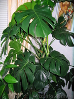 Монстера, Продам срочно - <ro>Изображение</ro><ru>Изображение</ru> #1, <ru>Объявление</ru> #49005