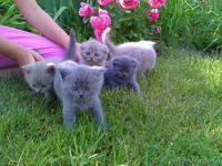 Скотиш фолды и страйты - <ro>Изображение</ro><ru>Изображение</ru> #1, <ru>Объявление</ru> #51836