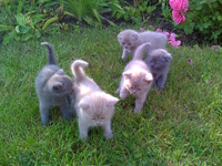 Скотиш фолды и страйты - <ro>Изображение</ro><ru>Изображение</ru> #2, <ru>Объявление</ru> #51836