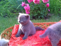 Скотиш фолды и страйты - <ro>Изображение</ro><ru>Изображение</ru> #3, <ru>Объявление</ru> #51836