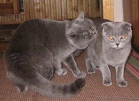 Скоттиш страйт  - <ro>Изображение</ro><ru>Изображение</ru> #2, <ru>Объявление</ru> #58221