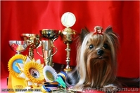 Щенок йоркширский терьер. Девочка! - <ro>Изображение</ro><ru>Изображение</ru> #2, <ru>Объявление</ru> #49879