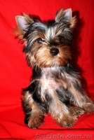 Щенок йоркширский терьер. Девочка! - <ro>Изображение</ro><ru>Изображение</ru> #3, <ru>Объявление</ru> #49879