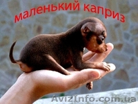 Щенки той-терьера разных окрасов. - <ro>Изображение</ro><ru>Изображение</ru> #5, <ru>Объявление</ru> #22103