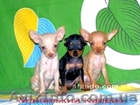 Щенки той-терьера разных окрасов. - <ro>Изображение</ro><ru>Изображение</ru> #1, <ru>Объявление</ru> #22103