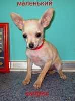 Щенки той-терьера разных окрасов. - <ro>Изображение</ro><ru>Изображение</ru> #3, <ru>Объявление</ru> #22103