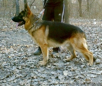 Срочно продам щенка Немецкой овчарки!! - <ro>Изображение</ro><ru>Изображение</ru> #4, <ru>Объявление</ru> #72390