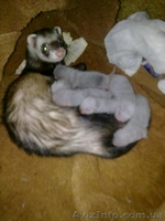 продам щенков хорька - <ro>Изображение</ro><ru>Изображение</ru> #2, <ru>Объявление</ru> #59512