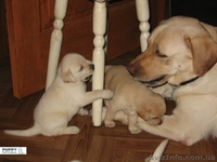 Щенки Лабрадора-Ретривера !  - <ro>Изображение</ro><ru>Изображение</ru> #3, <ru>Объявление</ru> #60648